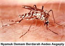 Korban DB di Karangmojo Terus Bertambah