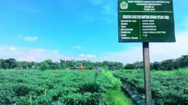 Petani dan Urgensi Hidup Berkelompok