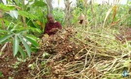 Musim Panen Tiba Produksi Kacang Karangmojo Menurun