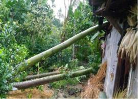 Pohon Tumbang Timpa Rumah Warga