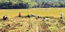 Februari Puncak Musim Panen di Karangmojo