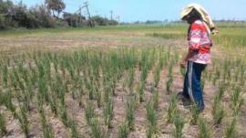 Berkah Hujan Bagi Para Petani