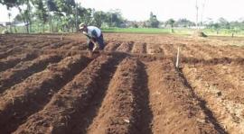 Petani Mulai Persiapan Masa Tanam