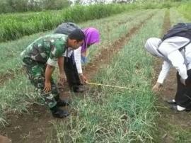 Babinsa Ikut Serta Laksanakan Pengubinan Lahan Bawang Merah Di Karangmojo