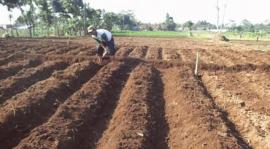 Petani Karangmojo Masih Menunggu Cuaca Normal Untuk Menanam