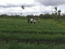 Sebagian Petani Mulai Tanam Bawang Merah