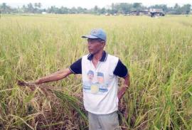 Petani Mengaku Hasil Panen Tanam Kedua Menurun