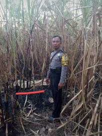 Warga Padukuhan Sumberjo Tewas Terpanggang Setelah Terjebak Di Lahan Tebu yang Terbakar