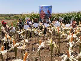 PANEN RAYA TANAMAN JAGUNG BERLANGSUNG SANGAT MERIAH