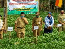 PERESMIAN IRIGASI PERPIPAAN DAN PANEN PERDANA SAYURAN DI GENTUNGAN KALURAHAN KARANGMOJO