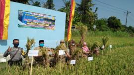 PERESMIAN IRIGASI PERPOMPAAN DAN PANEN RAYA PADI DI GATAK KALURAHAN KARANGMOJO